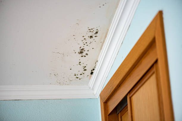 Attic Mold Removal in Richfield, MN