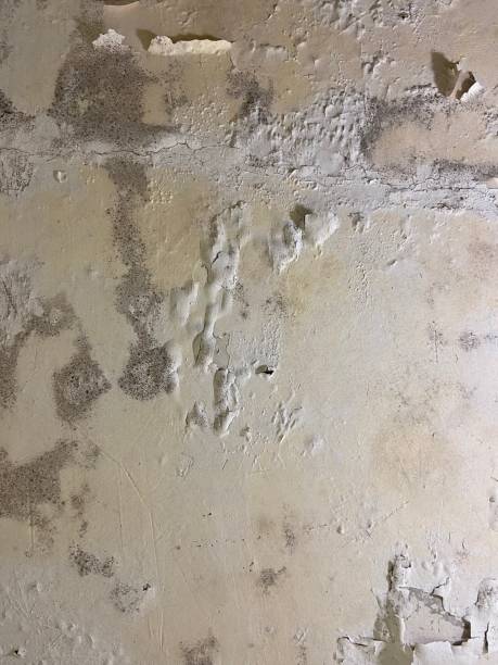 Best Mold Testing  in Richfield, MN