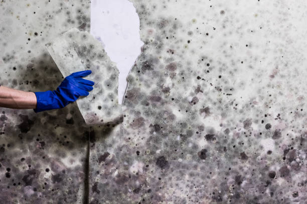 Best Mold Damage Repair  in Richfield, MN